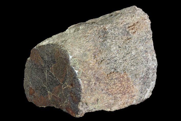 Polished Dinosaur Bone (Gembone) Section - Colorado #96443